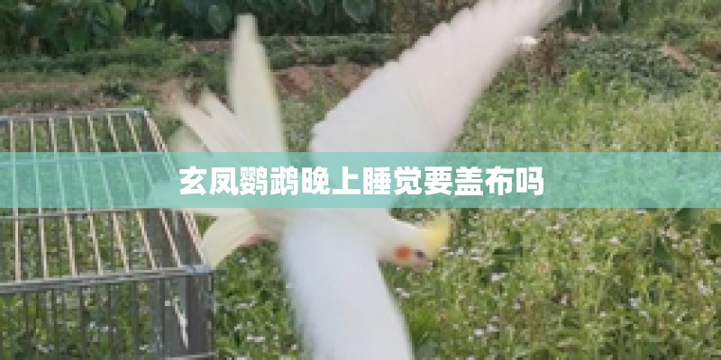 玄凤鹦鹉晚上睡觉要盖布吗