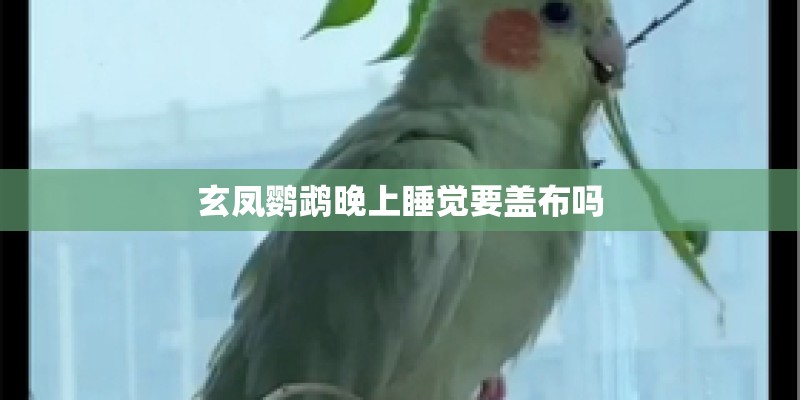 玄凤鹦鹉晚上睡觉要盖布吗