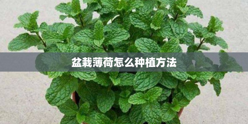 适合高层阳台植物有哪些