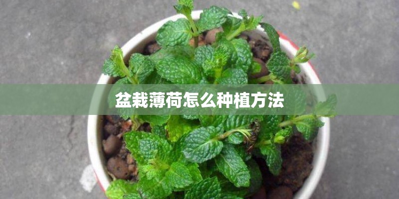 盆栽薄荷怎么种植方法
