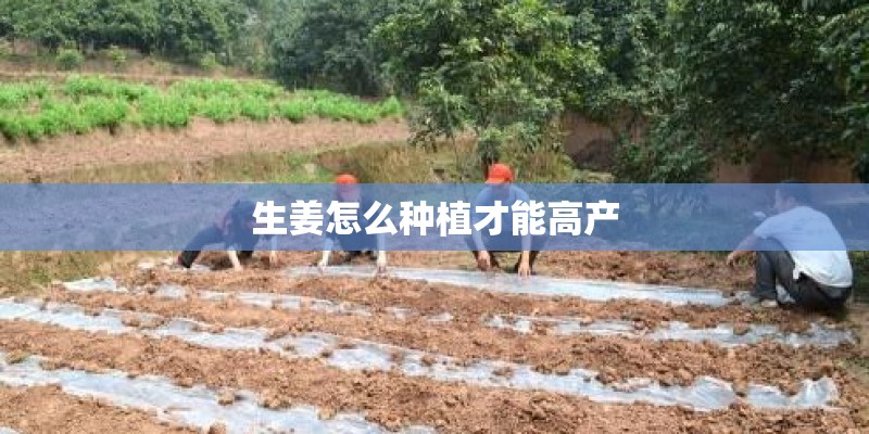 生姜怎么种植才能高产