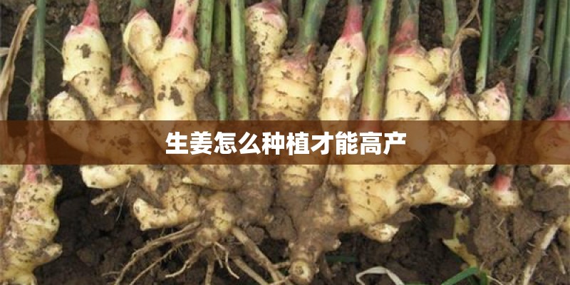 生姜怎么种植才能高产