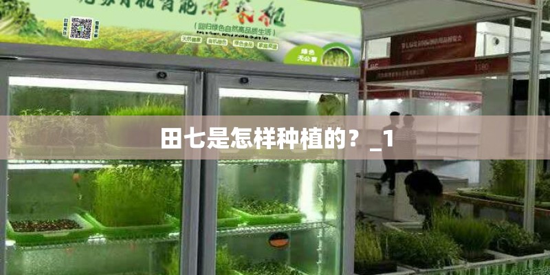田七是怎样种植的？_1