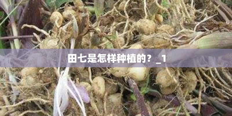 田七是怎样种植的？_1
