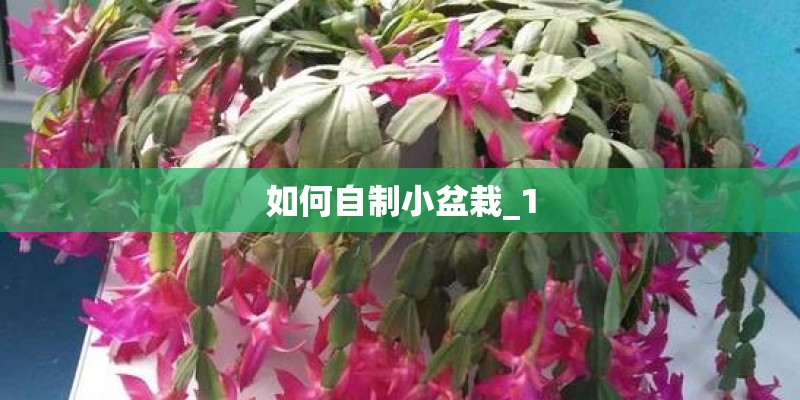 如何自制小盆栽_1
