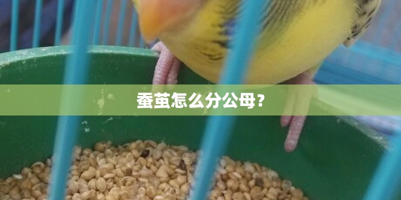 蚕茧怎么分公母？