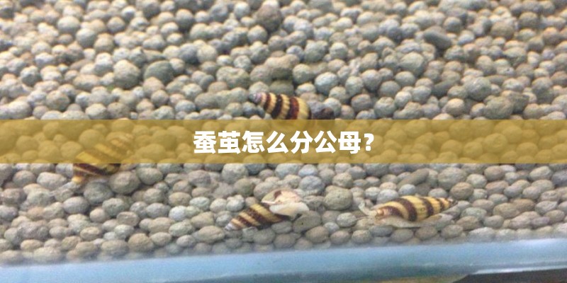 蚕茧怎么分公母? 蚕茧怎么分公母?