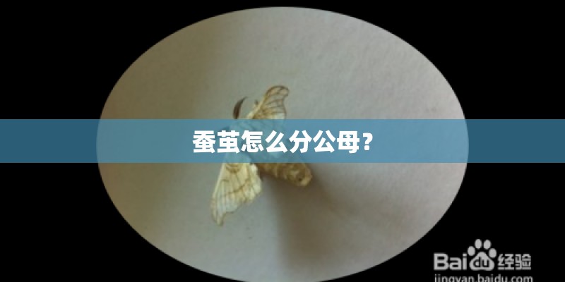 蚕茧怎么分公母? 蚕茧怎么分公母?