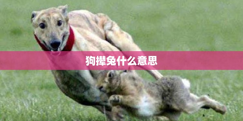 狗撵兔什么意思