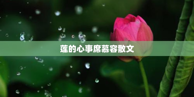 莲的心事席慕容散文
