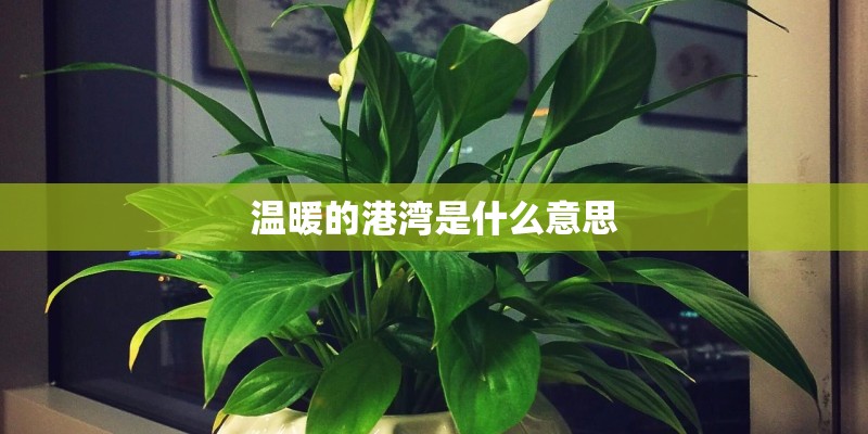 温暖的港湾是什么意思