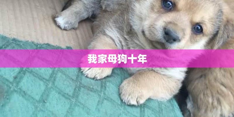 我家母狗十年