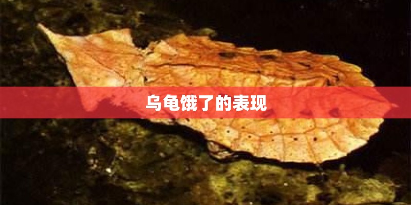 乌龟饿了的表现