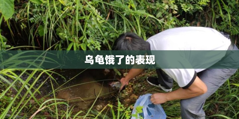 乌龟饿了的表现