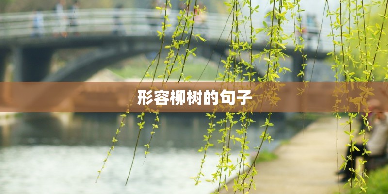 形容柳树的句子