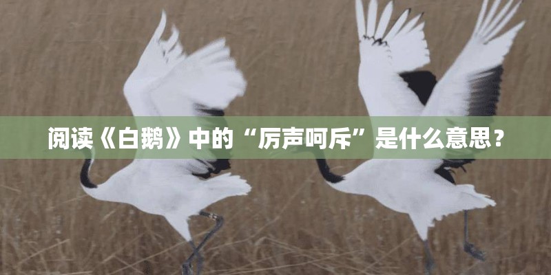 阅读《白鹅》中的“厉声呵斥”是什么意思？
