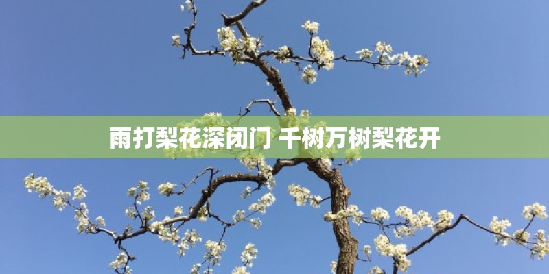 雨打梨花深闭门 千树万树梨花开 雨打梨花深闭门 千树万树梨花开