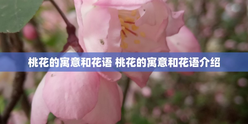 桃花的寓意和花语 桃花的寓意和花语介绍