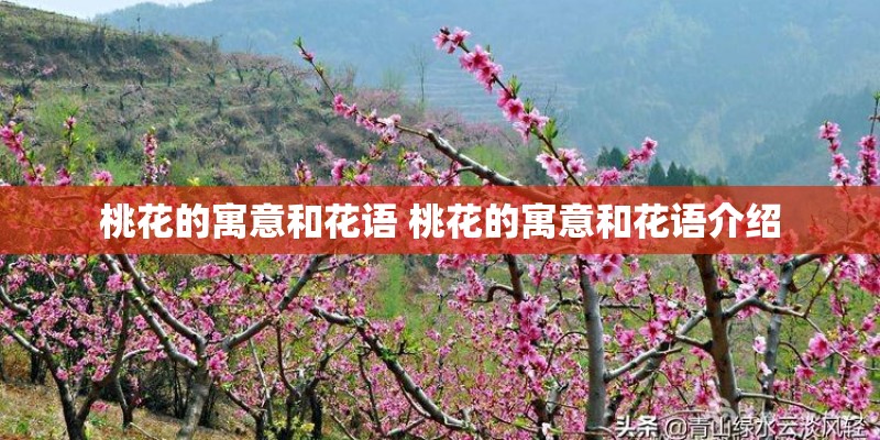 桃花的寓意和花语 桃花的寓意和花语介绍 桃花的寓意和花语 桃花的寓意和花语介绍