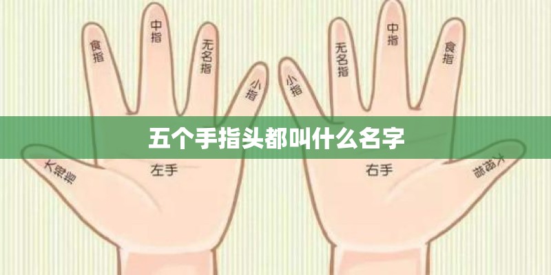 五个手指头都叫什么名字