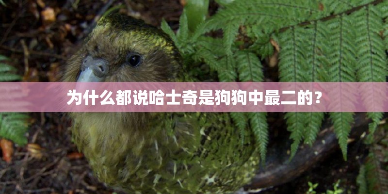 为什么都说哈士奇是狗狗中最二的？