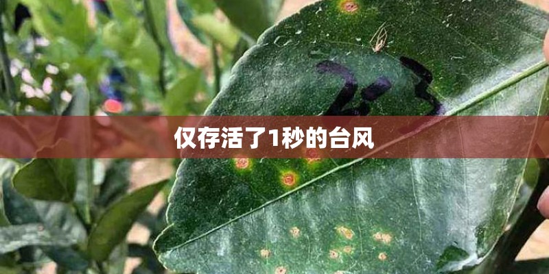 仅存活了1秒的台风