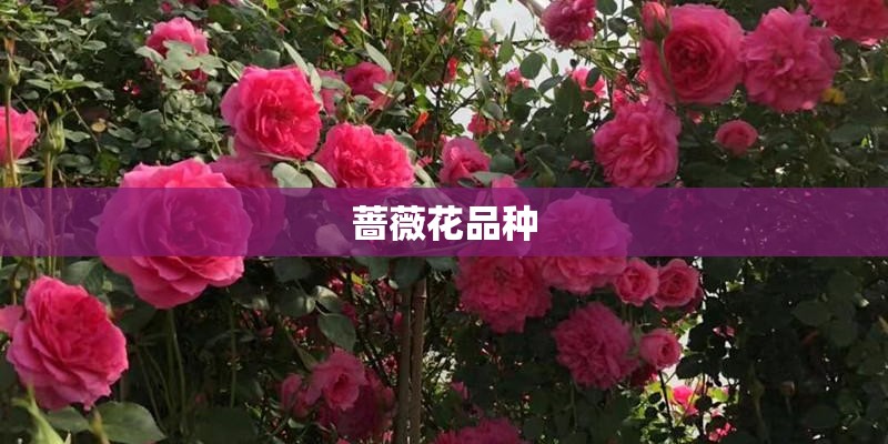 蔷薇花品种