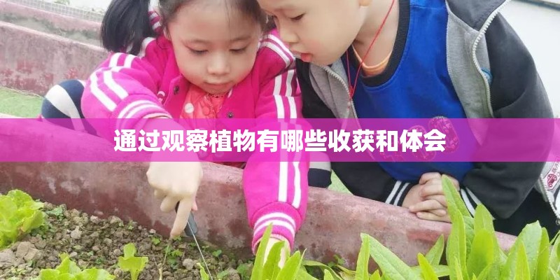 通过观察植物有哪些收获和体会