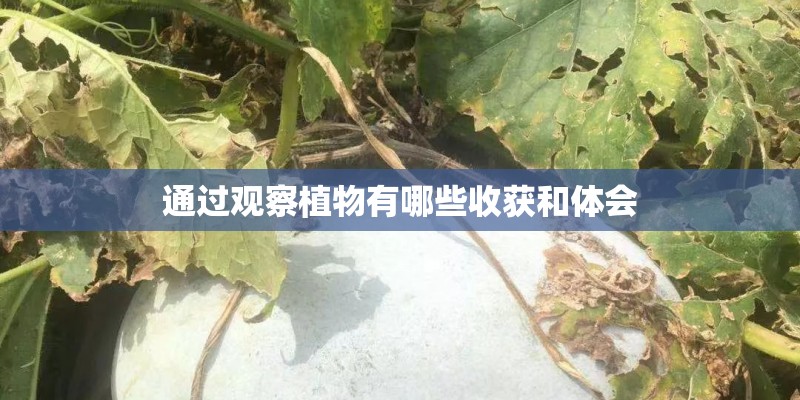 通过观察植物有哪些收获和体会