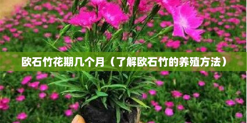 欧石竹花期几个月（了解欧石竹的养殖方法）
