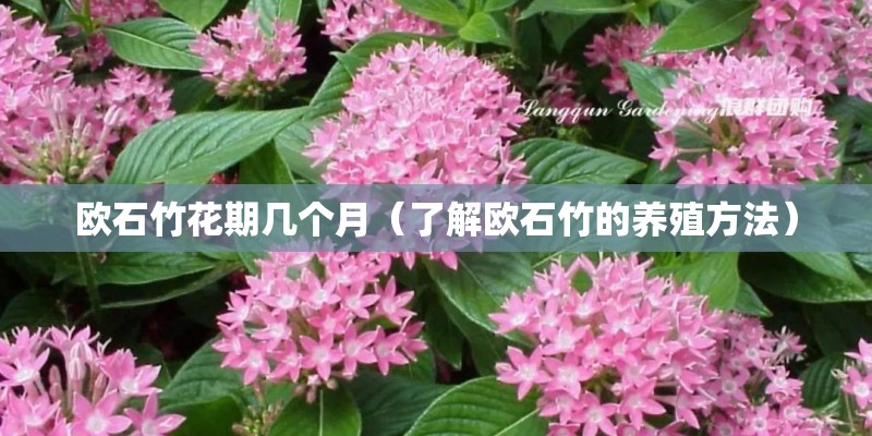 欧石竹花期几个月（了解欧石竹的养殖方法）