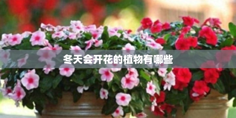 冬天会开花的植物有哪些