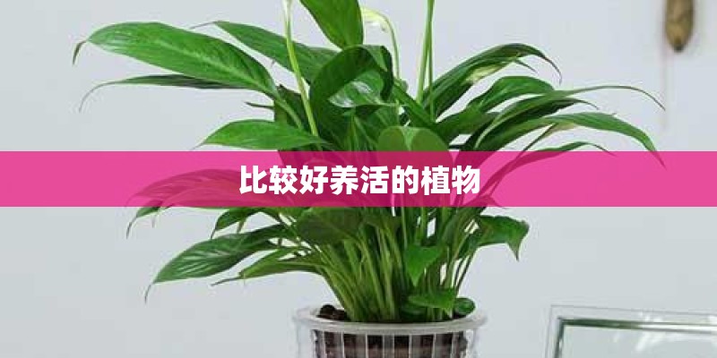 比较好养活的植物
