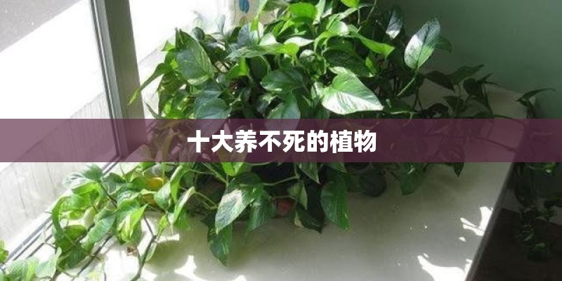 十大养不死的植物
