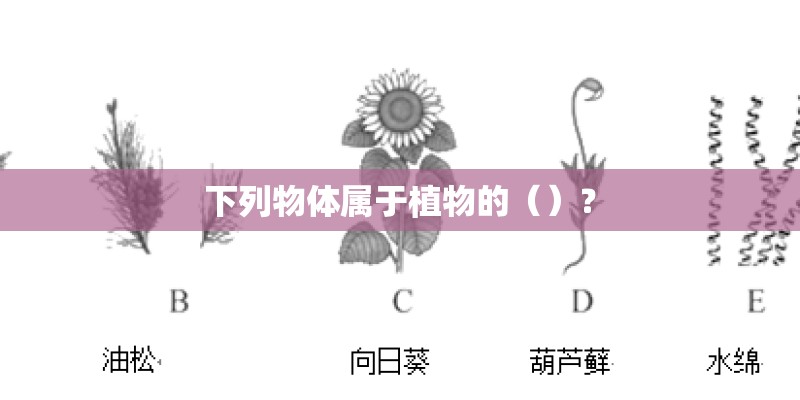 下列物体属于植物的（）？