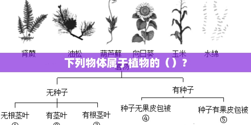 下列物体属于植物的()? 下列物体属于植物的()?