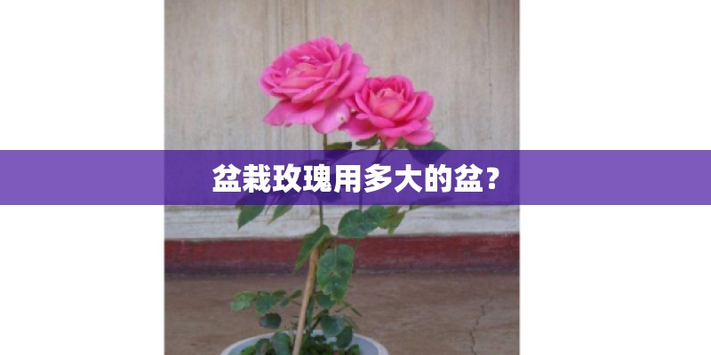 盆栽玫瑰用多大的盆？