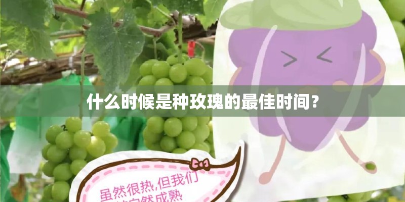 什么时候是种玫瑰的最佳时间？
