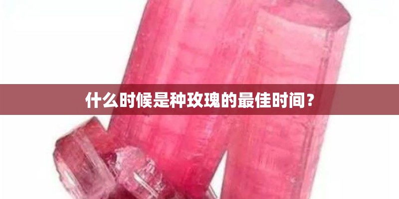 什么时候是种玫瑰的最佳时间？