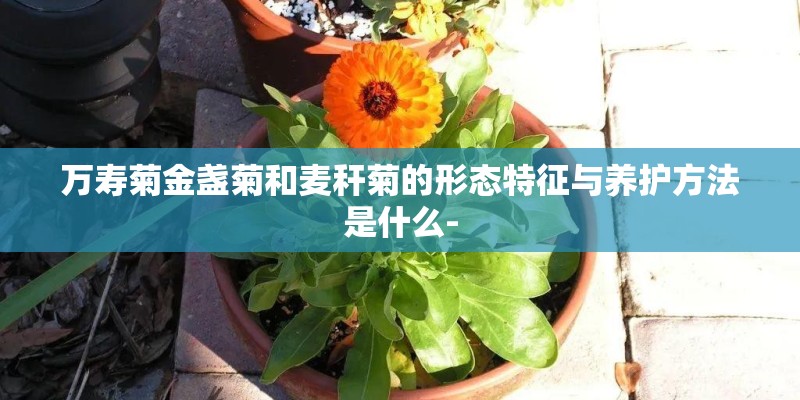 万寿菊金盏菊和麦秆菊的形态特征与养护方法是什么-