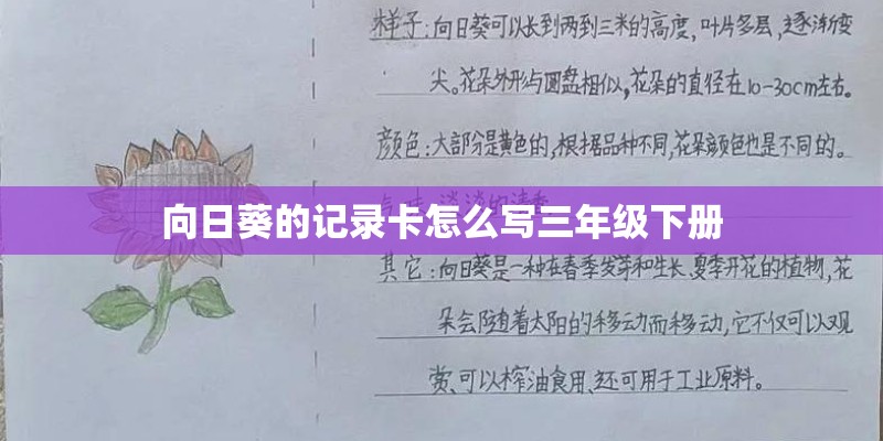 向日葵的记录卡怎么写三年级下册