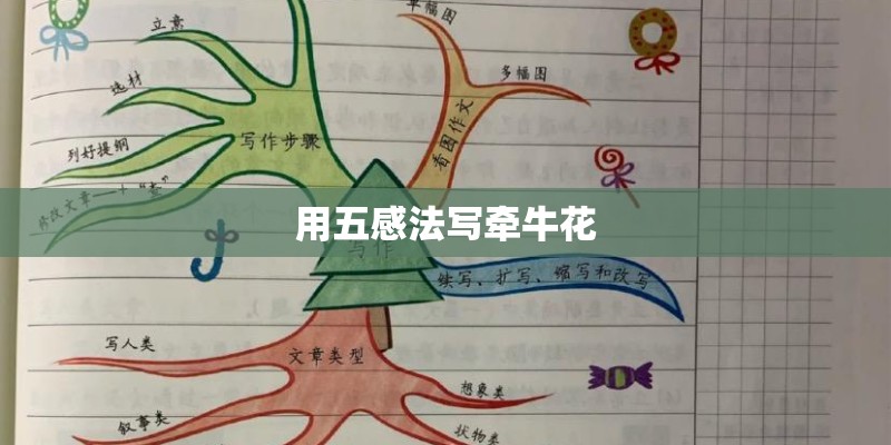 用五感法写牵牛花