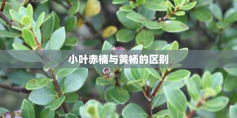 小叶赤楠与黄杨的区别
