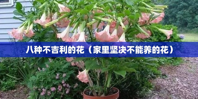 八种不吉利的花（家里坚决不能养的花）