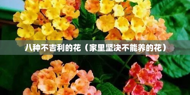八种不吉利的花(家里坚决不能养的花) 八种不吉利的花(家里坚决不能养的花)