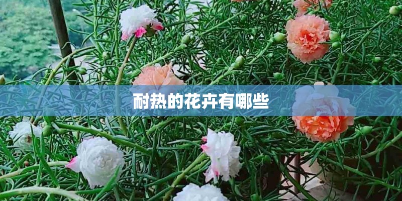 耐热的花卉有哪些