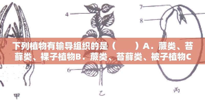 下列植物有输导组织的是（　　）A．蕨类、苔藓类、裸子植物B．蕨类、苔藓类、被子植物C．蕨类、裸子植物