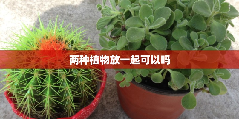 两种植物放一起可以吗