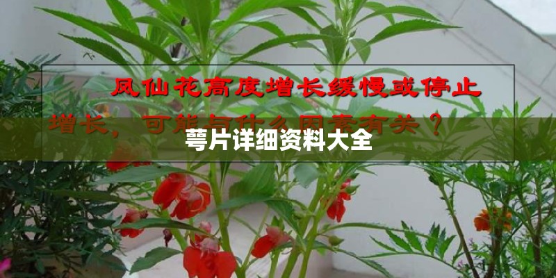 萼片详细资料大全