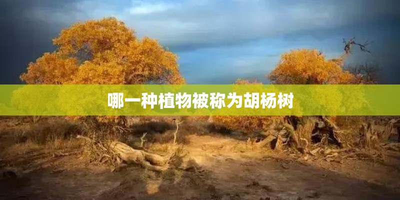 哪一种植物被称为胡杨树